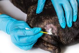 The ringworm fungus causes contagious lesions on a dog's skin. Pin On Bella