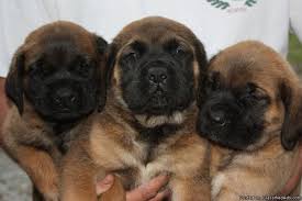 Our first three english mastiffs. English Mastiff Puppies Price 700 Reduced For Sale In Monticello Arkansas Best Pets Online
