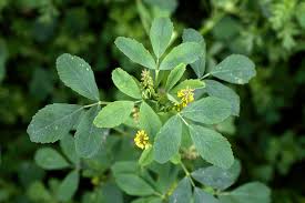 Image result for Melilotus indicus