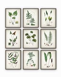 Green Plant Wall Decor Set Of 9 Botanical Art Posters Antique Plant Book Plate Illustration Giclee Picture Plant Wall Decor Botanical Wall Art Plant Wall