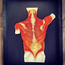 The awareness of muscles in human body will also allow an artist to draw a body in various poses and from different points of view from memory. Muscles Of The Human Torso Quilling