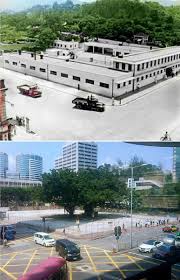 1950s 2019年9月11日老榕樹前世今生六十多年 旺角洗衣街亞皆老街建成至毀滅過程 水務署內由樹變大樹到即將毀滅 當年聯運街通向油麻地火車站 今旺角東站 水務署 連 食環署 地皮將重建為銀座式商場和商業摩天大厦 hong kong travel world cities hong kong