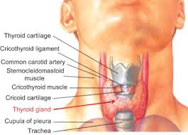 It consists of two lobes (left and right), which are connected by a central isthmus anatomical relations. Thyroid Gland An Overview Sciencedirect Topics