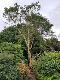 Image result for Andrachne