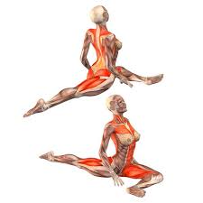 Bridge Pose On Elbows Dvapada Dhanurasana Yoga Muscles Yoga Anatomy Yoga Postures