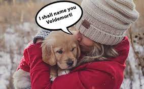 Most Popular Golden Retriever Names Of 2021 And 500 Other Ideas Golden Hearts
