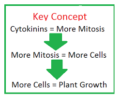 Check spelling or type a new query. Which Plant Hormone Promotes Cell Division