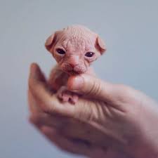 These figures are merely estimates by the aspca, however, many cat owners will spend two to three times these values over the course of their cat's life. 13 Convincingly Cute Sphynx Cats