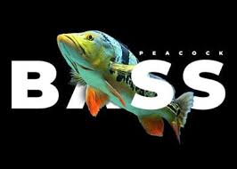 Check spelling or type a new query. Peacock Bass Fish Keeper Poster By Jon Raymond Displate