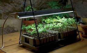 Led Grow Lights The Nasa S Technology For Indoor Gardens