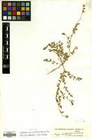 Image result for Euphorbia inaequilatera