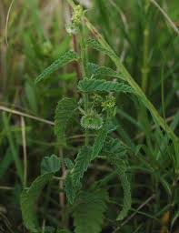 Image result for Tragia rupestris