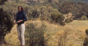 Today, however, the dian fossey gorilla fund international promotes tourism, which they say helps to create a stable and sustainable local community dedicated to protecting the gorillas and their habitat. 5 Things You Might Not Yet Know About The Dian Fossey Gorilla Fund Cleveland Zoological Society December 17 2020