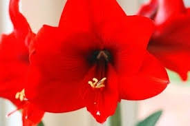 Pin On Flowers
