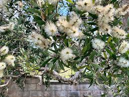 Browse indigeonous plants or range of seedlings at great prices on bidorbuy.co.za. Melaleuca Quinqinerva Paperbark Tree Seed Gardening With Angus