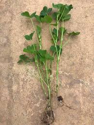 Image result for Medicago polymorpha