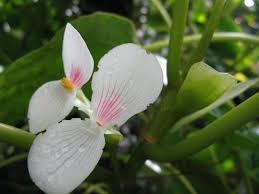 Image result for Begonia ampla