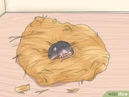 Very dark and morose indeed. 4 Ways To Care For A Baby Wild Mouse Wikihow