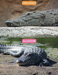Learn To Tell The Difference Between 7 Pairs Of Commonly Confused Animals Unique Animals Animals Crocodile