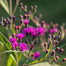 Image result for Vernonia melleri
