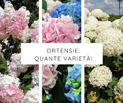 Vedi foto bouquet matrimonio su amando.it, oltre 22 foto disponibili in tipo di fiori ortensie. Varieta Ortensie Tanti Fiori Grandi Soddisfazioni Giardinaggio Fiori Animali E Centinaia Di Articoli Passo Passo