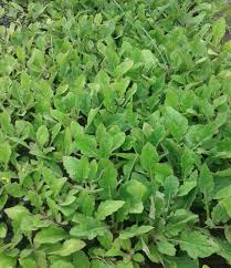 Transaksi jual beli melibatkan penjual dan pembeli. Jual Bibit Daun Dewa 082332224620 Gudang Bibitku