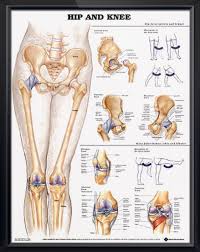 Hip And Knee Chart 20x26 Medical Anatomy Anatomy Human Anatomy And Physiology