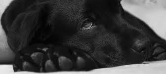 Hund Schnupfen Erkennen Erfolgreich Behandeln