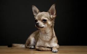 This is easy when the nails are white but difficult when the nails are black. Chihuahua Breed Profile Australian Dog Lover