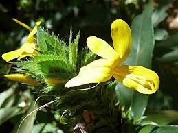 Image result for Barleria oxyphylla