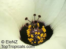 Image result for Hibiscus hiernianus