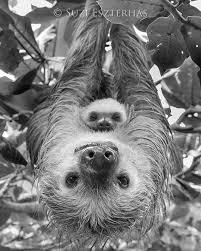 Animal Nursery Art Mom And Baby Sloth Baby Animal Photography Black And White Photography Safari Nursery Decor Safari Baby Shower Zoo In 2021 Cute Baby Sloths Animal Photography Wildlife Animals