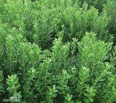 Afternoon shade is best where summers are hot. Small Evergreen Shrubs For Year Round Interest In Yards And Gardens