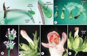 Image result for Valerianaceae