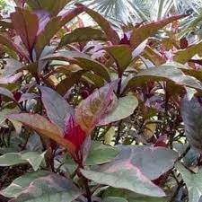 Gambar daun ungu dan khasiatnya. Daun Ungu Dipercaya Bisa Mengobati Wasir Lifestyle Bisnis Com