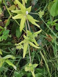 Image result for Meiosperma debile