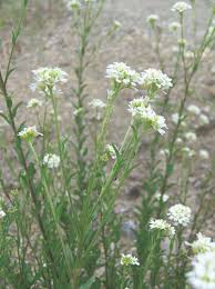 There is no legal requirement that a person provide a name. Madison County Weed District Madison County Mt