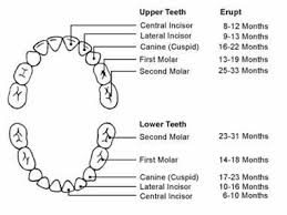 Primary Teeth Chart Wole Ademola