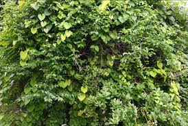 Image result for Colubrina asiatica