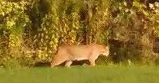 In fact, the title for the longest cat in the 2010 guinness world records was held by. Bobcat Not Mountain Lion Seen In Scarborough Officials Say Portland Press Herald