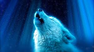 We have 59+ background pictures for you! Wolf Heaven 4k Wallpapers 4k Ultra Hd Animal Wallpaper 4k 5120x2880 Wallpaper Teahub Io