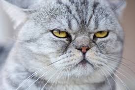 ‪What Do Cats Think About Us? You May Be Surprised | National Geographic‬‏