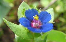 Image result for Primulaceae