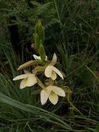 Image result for Eulophia ovalis