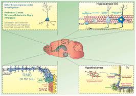 Jude celestine raj is currently practising in shan & su butterworth, butterworth. Frontiers Beyond The Hippocampus And The Svz Adult Neurogenesis Throughout The Brain Cellular Neuroscience