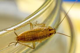 Monitoring showed that all surveyed is observed for the determination of very low levels of. How To Use Cockroach Bait Pestxpert