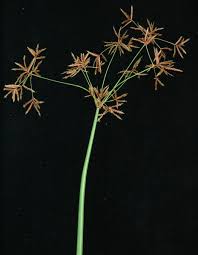 Image result for Cyperus
