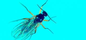 500 x 451 jpeg 96 кб. Fungus Gnat Guide