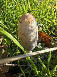 Image result for Coprinus comatus