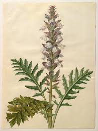 Image result for Acanthus